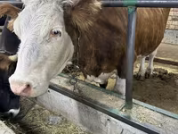 Vaca, Simmental cattle — foto 5