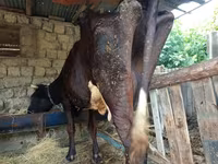گاو ماده, نژاد قرمز-خالدار — عکس 3