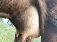 گاو ماده, Swiss cattle — عکس 4