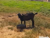 Kozel, Nubian Goat — foto 4