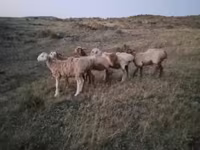 مینڈھا, بھیڑیں — تصویر 2