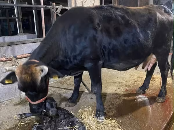 Lo’, Alatau breed