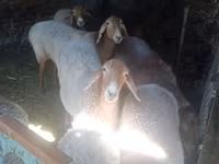 แกะตัวเมีย, Edilbay sheep — รูปภาพ 1