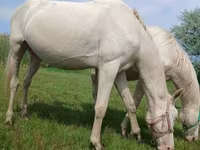 Faras, Akhal-Teke — sawirka 3