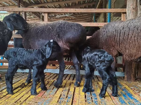 Ovelha, Hissar sheep