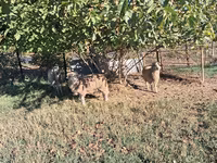 Baran, Owce — zdjęcie 1