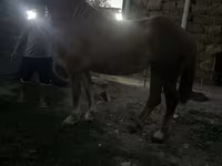Kısrak, Atlar — foto 6