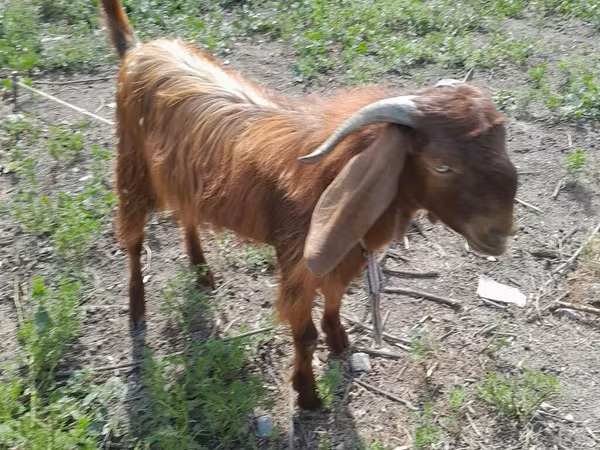 Bak, Kecskék