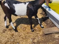 بز نر, Nubian Goat — عکس 1