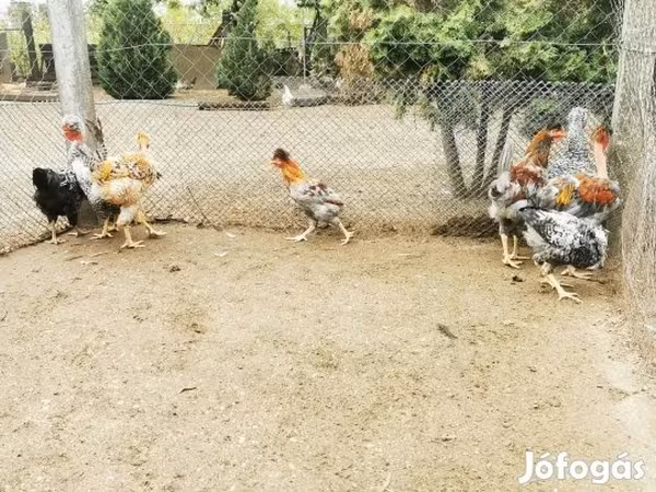 Chickens
