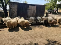 แกะตัวผู้, Racka sheep — รูปภาพ 5