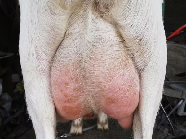 Capra, Nubian Goat