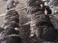 برنزی — عکس 3