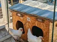 Chickens — foto 4