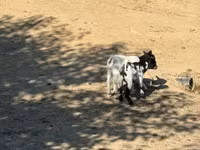 Chèvre, Dutch Landrace goats — photo 2