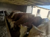 گاو نر, Simmental cattle — عکس 4