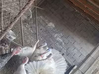 Turkeys — foto 2