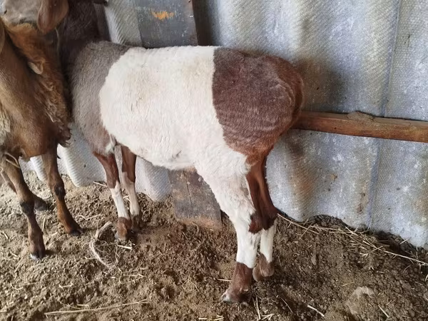 Koç, Edilbay sheep