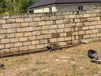 Chickens — Foto 8
