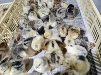Chickens — รูปภาพ 8