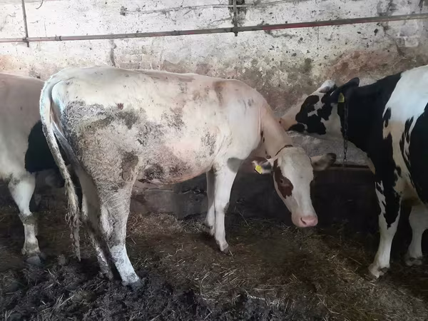 Cow, Holstein breed — Poland
