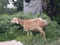 Sheep, Arashan sheep — photo 2