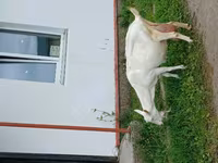 Capra, Capre — foto 6