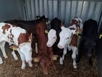 Byk, Simmental cattle — zdjęcie 8