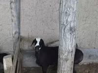 Keçilər (partiya, cinsi göstərilməyib), Keçilər — foto 1