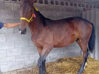 Cal, Friesian sport horse — foto 7
