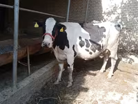 İnək, Holştin irqi — foto 3
