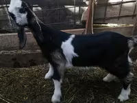 Koza, Nubian Goat — zdjęcie 3