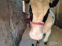 Bull, Russian Black pied cattle — photo 1