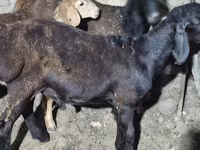 Ram, Karakul sheep — foto 1