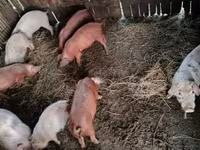 Säue, Schweine — Foto 3