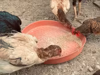 Chickens — عکس 2