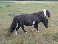 Kuda betina, Horses — foto 5