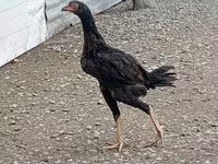 Chickens — 1. fotó