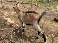Ged, Nubian Goat — foto 5