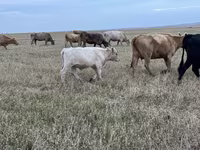 گاو نر, Swiss cattle — عکس 6