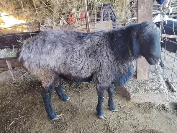 የጎትት አውራ በግ, Sheep