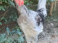 Chickens — 照片 3