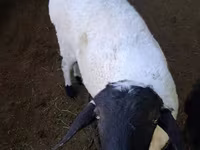 قوچ, گوسفند — عکس 2