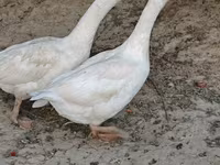 Geese — عکس 6