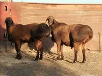 قوچ, Rhon sheep — عکس 5