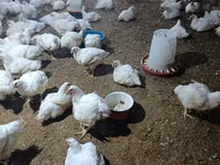 Chickens — عکس 3