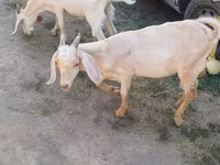 बकरा, Nubian Goat — फ़ोटो 2