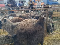 بز نر, Alpine goat — عکس 1