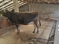 암소, Swiss cattle — 사진 6
