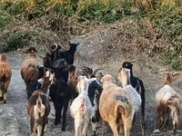 Ged, Damask goat — foto 6